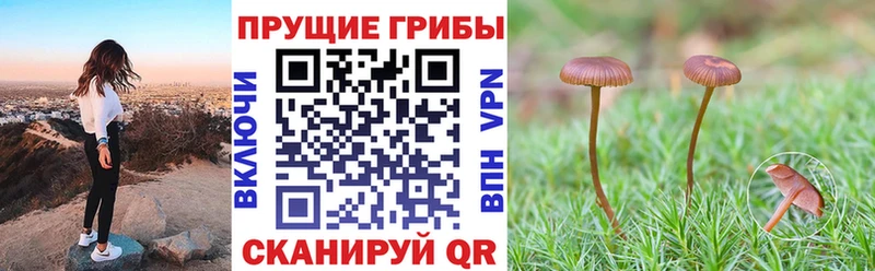 Галлюциногенные грибы Cubensis  Купить где  Краснозаводск 
